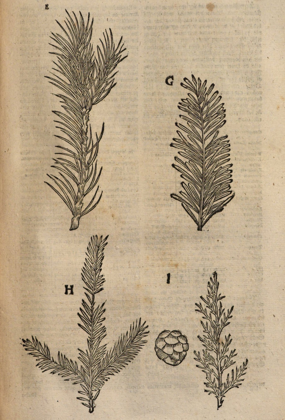 Illustrations of conifer twigs