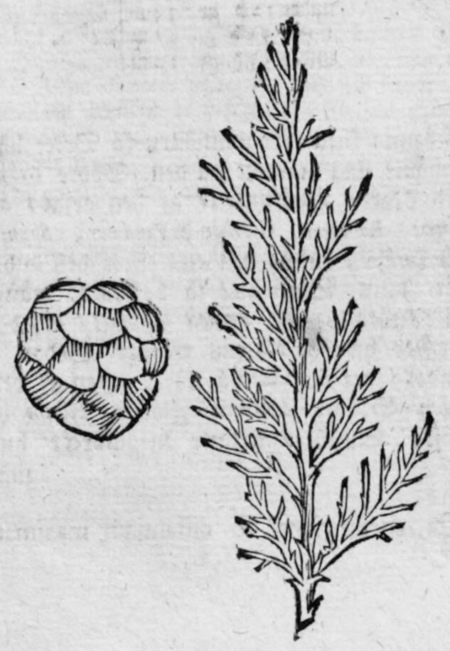 Woodcut of a cypress twig